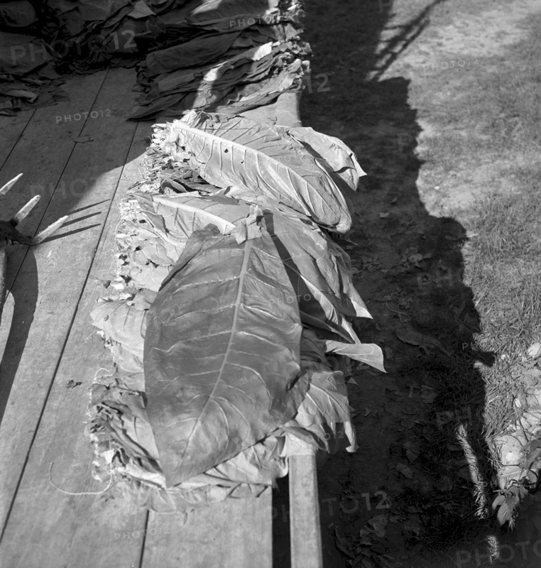 Elderly woman gaining tobacco seed, 1942