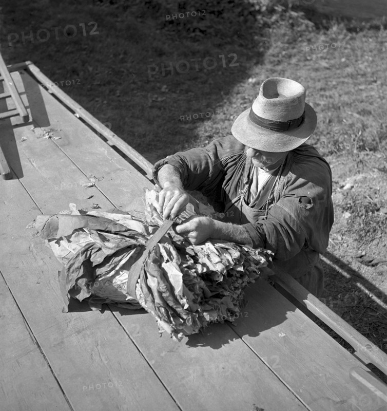 Elderly woman sowing tobacco seed, 1942