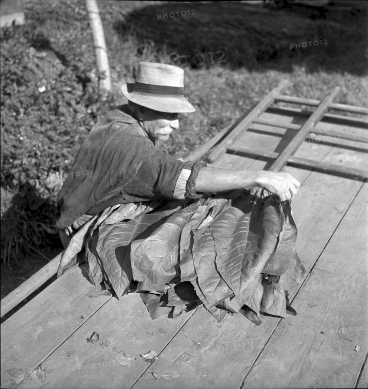 Man beading tobacco leaves, 1941