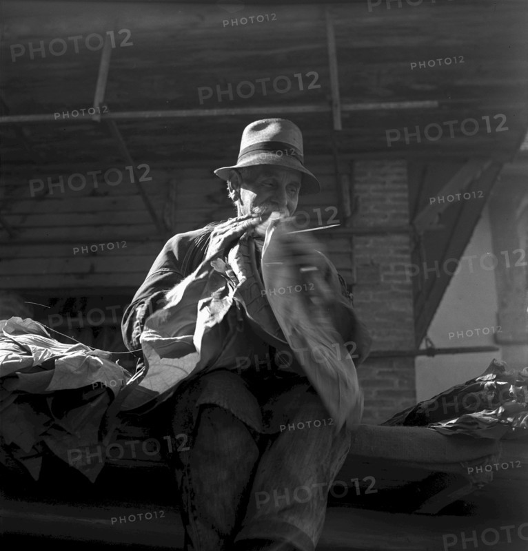 Producing cigars, 1952