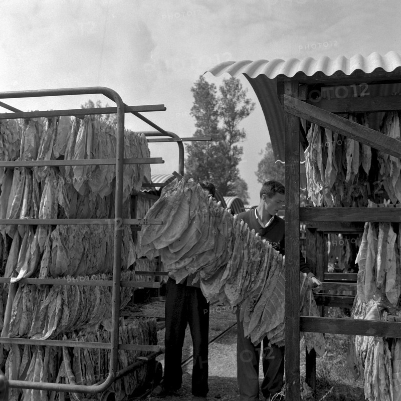 Producing cigars, 1952