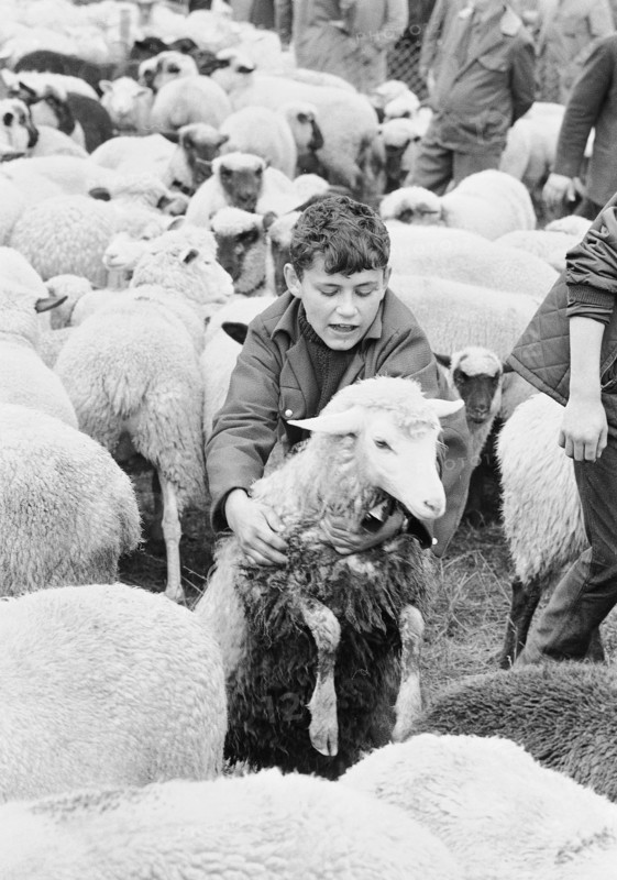 Sheep shearing in Riffenmatt, 1969