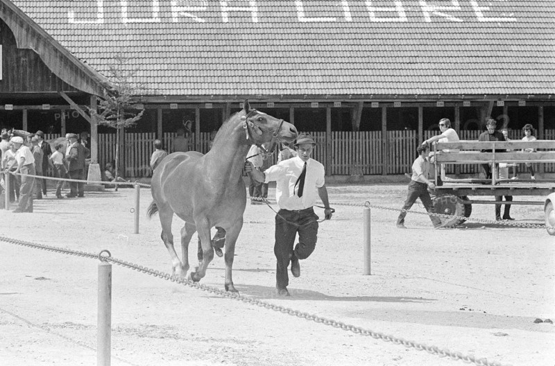 69th Marché Concours Saignelégier, 1972