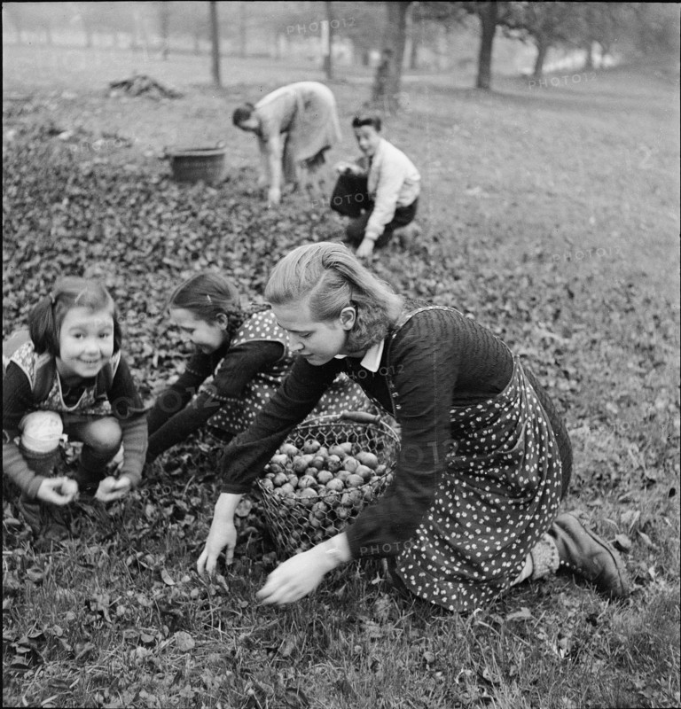 WWII: Rural Aid; Girl picking apples, 1939