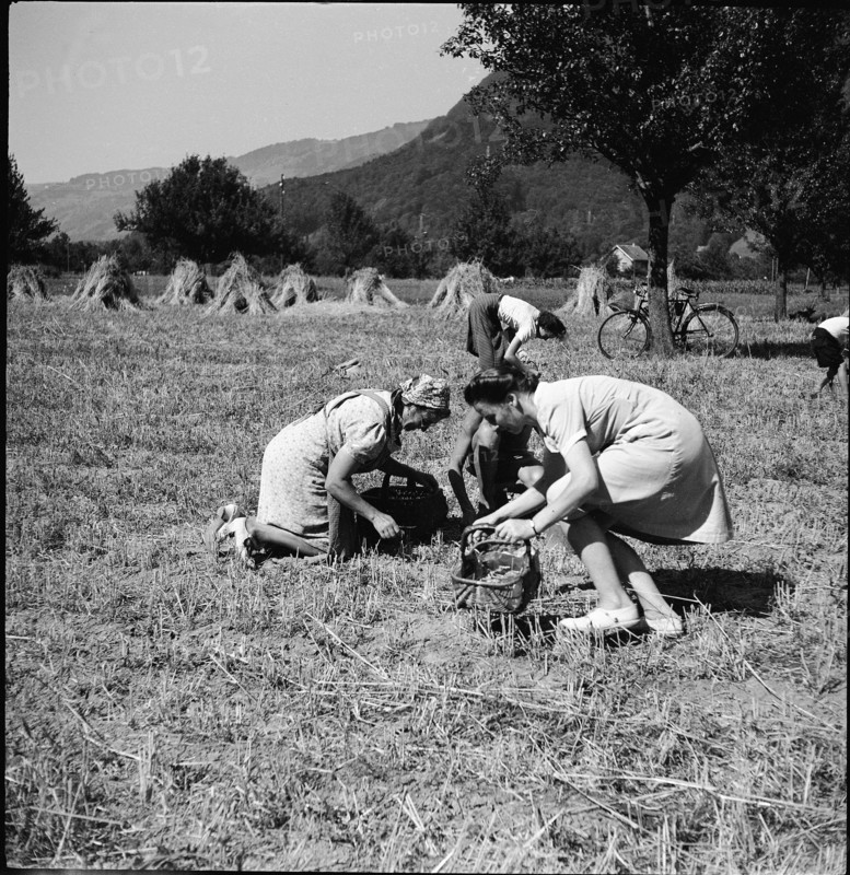 gleaning; gleaning; 1945