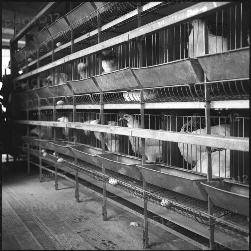 Battery cage, experimental farm of the ETH, Kemptthal 1958
