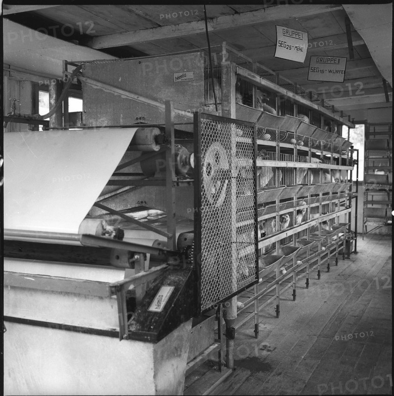Battery cage, experimental farm of the ETH, Kemptthal 1958