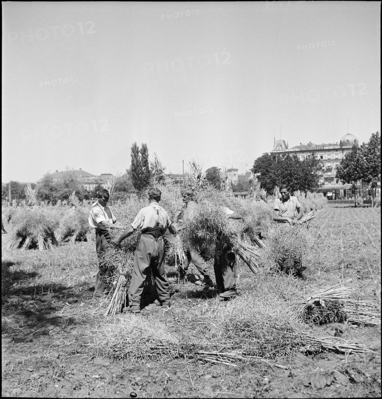 Rapeseed field Sechseläutenwiese; Harvest, 1944