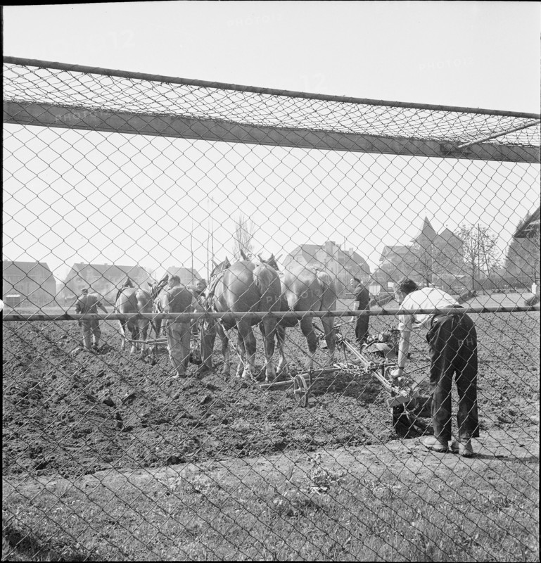 Agriculture on a football field; 1942