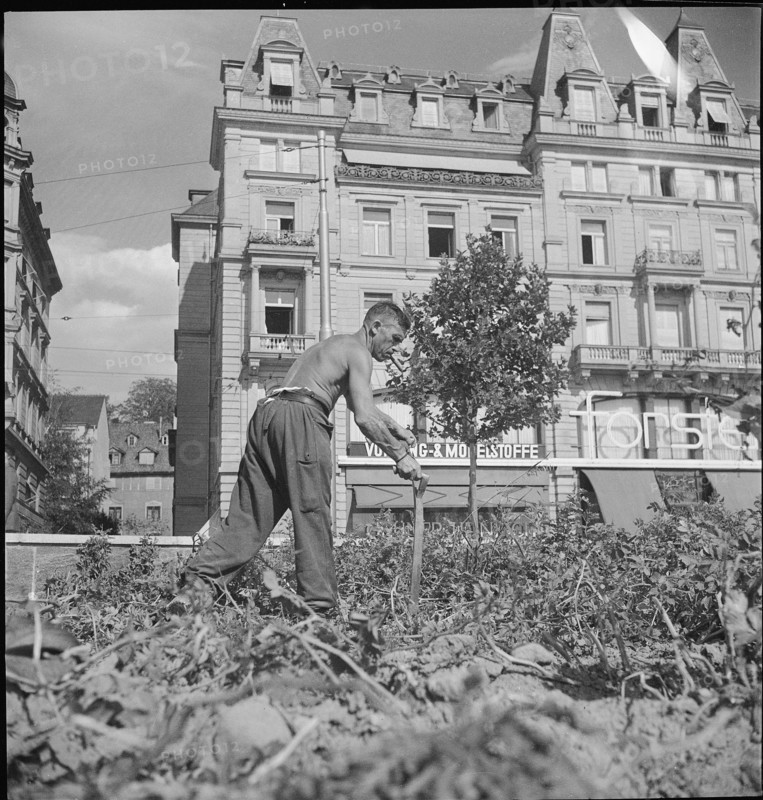 Potato field, potato harvest; Sechseläutenwiese; 1942