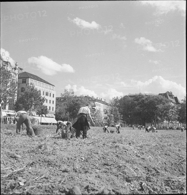 Potato field, potato harvest; Sechseläutenwiese; 1942