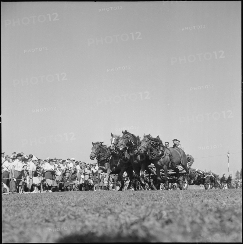 50th MarchéConcours Saignelégier, fourinhand, 1953