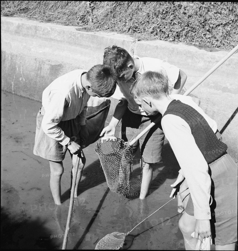 Boys catching fish with a net, Aarau 1944