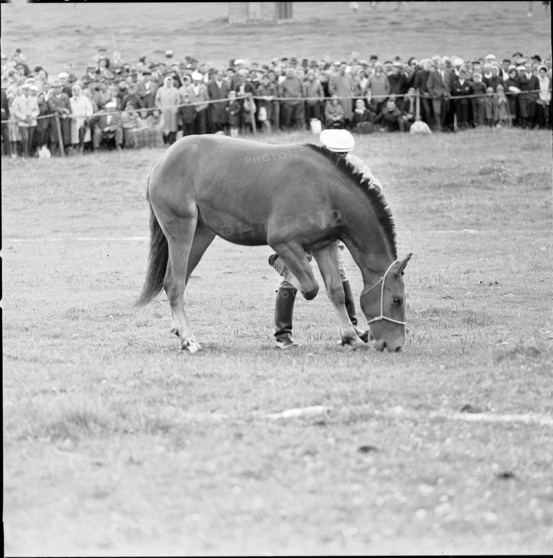 62nd MarchéConcours Saignelégier, Dubail with Toutebelle, 1965