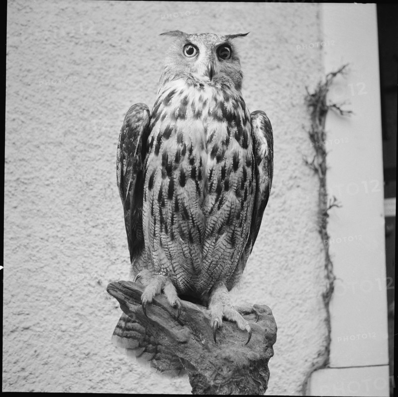 Stuffed eagle owl, 1954