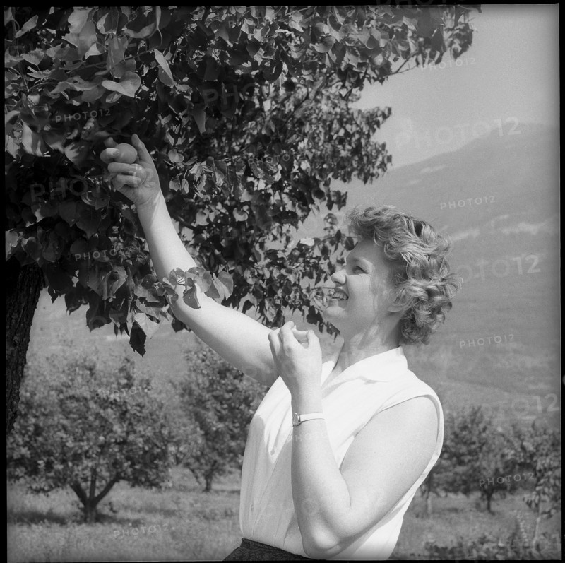 Apricot harvest in Valais, 1959