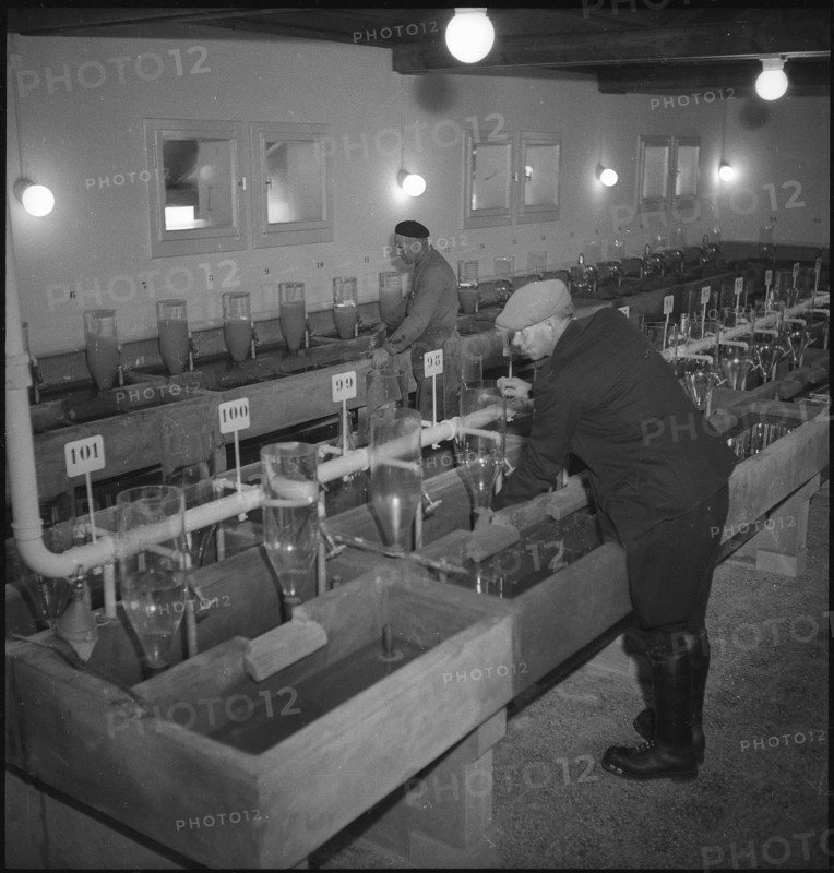 Fish hatchery of the canton of Neuchâtel near Colombier, breeding tank 1948