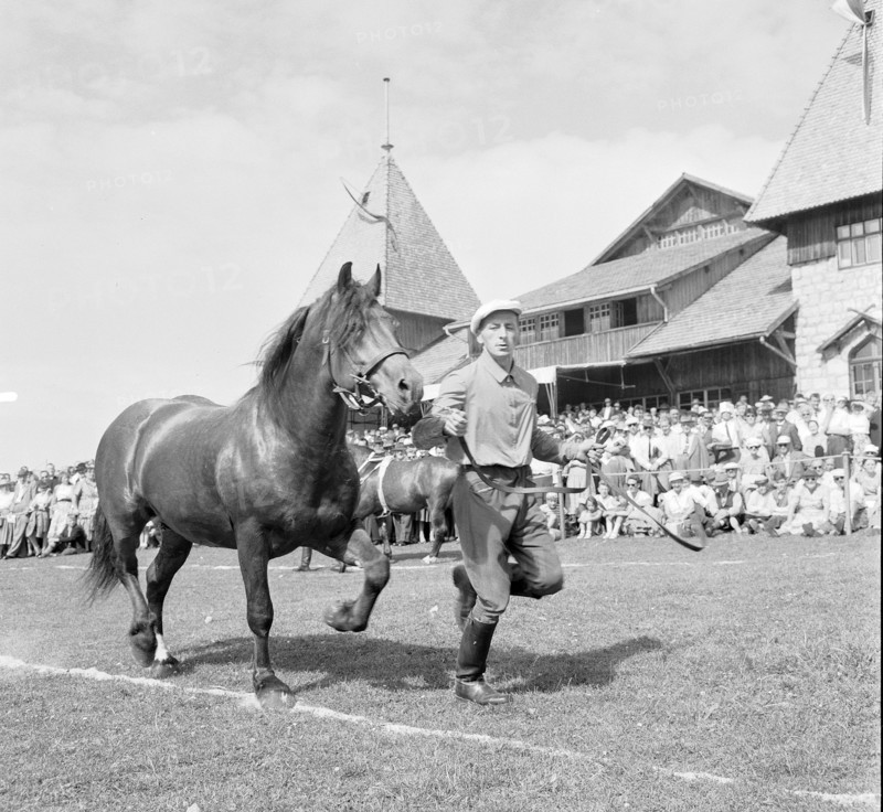 55th MarchéConcours Saignelégier, stallion Rabbin, 1958