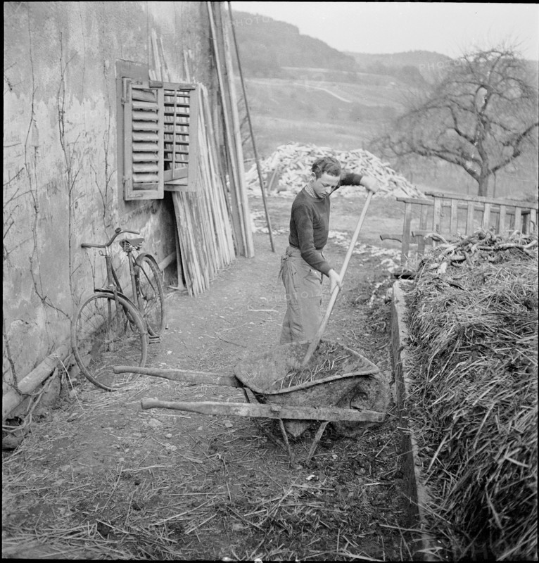 WWII: Rural Aid; voluntary student, dung heap, 1940