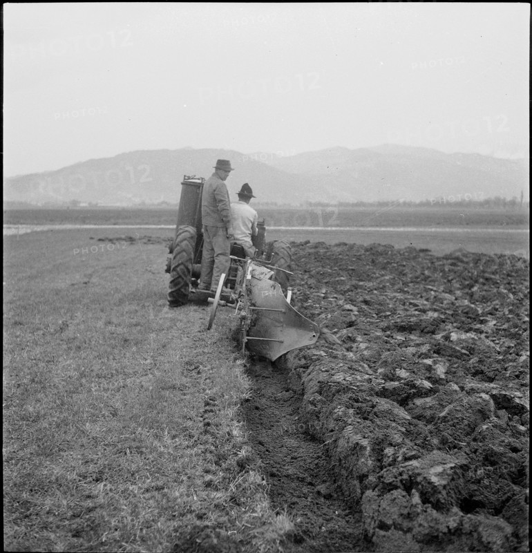 WW 2: crop growing, cereal cultivation, Thunerallmend 1943.