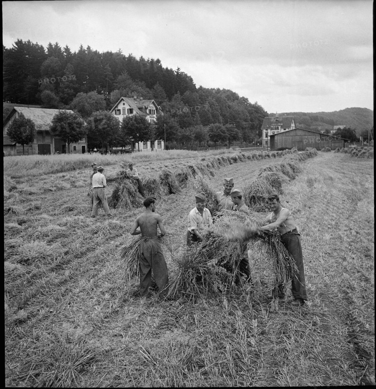 WW 2: soldiers, oat crop, Allmend 1942.