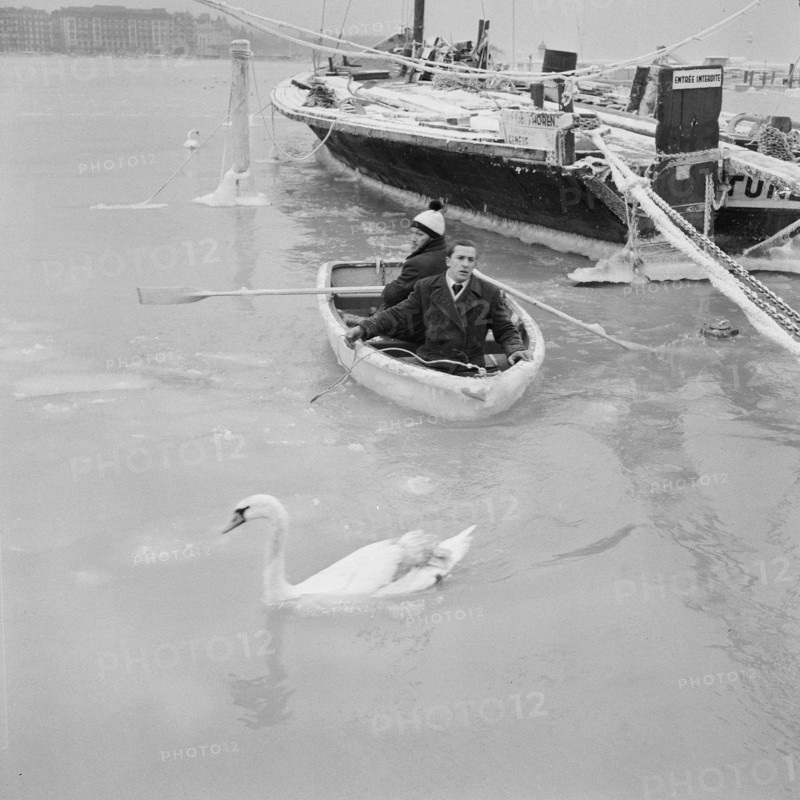 Swan-rescue.