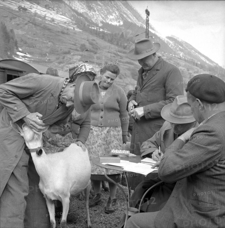 Goat infected by the malta fever in the Ferret valley, 1958.