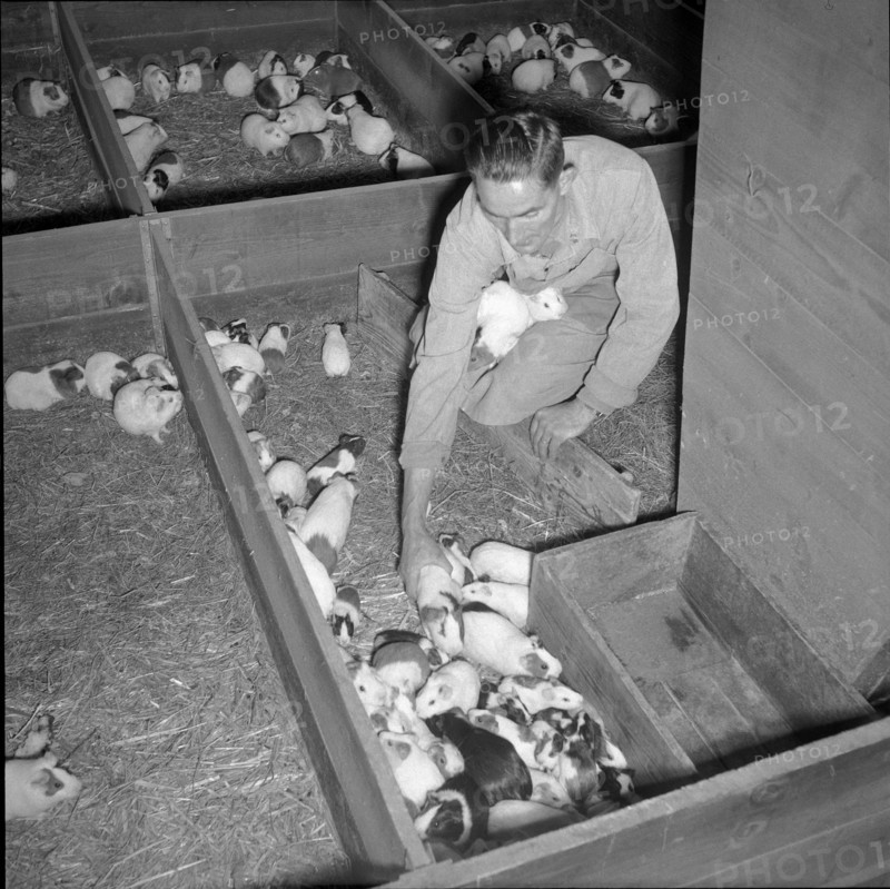 Swiss serum and vaccination Institute, guinea pigs 1956.
