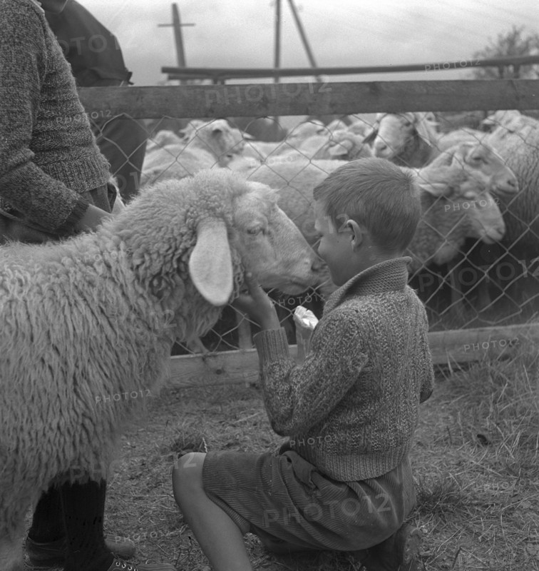 Separation of the sheep in autumn, 1941.