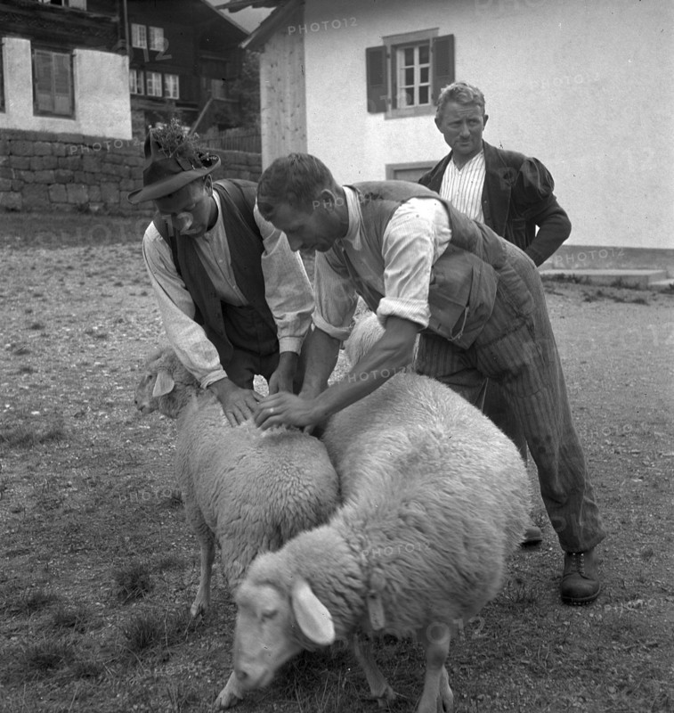 Separation of the sheep in autumn, 1941.