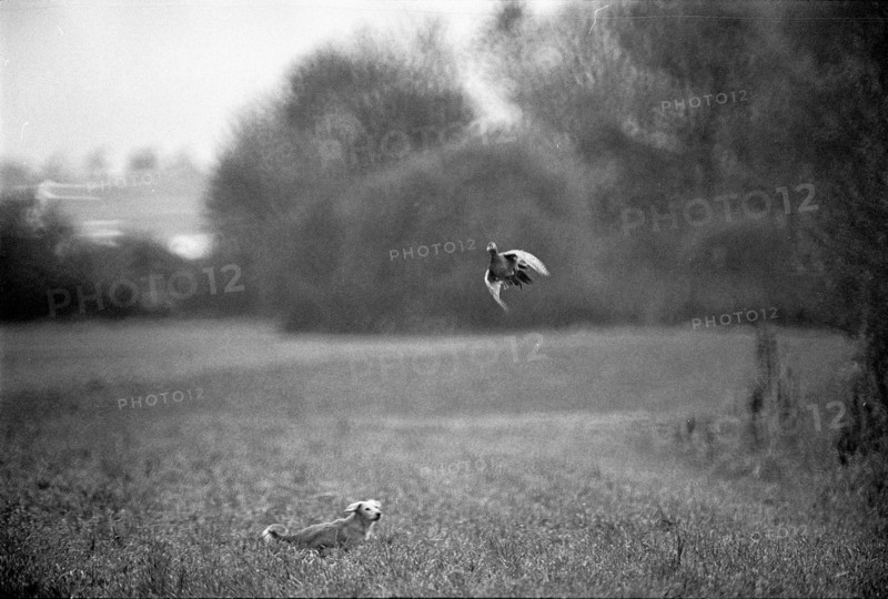 Dog hunting partridge 1969.