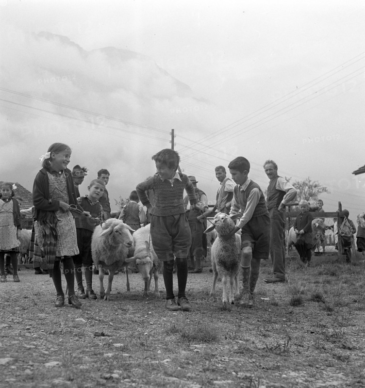 Separation of the sheep in autumn, 1941.