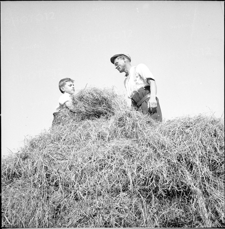 WW2 : farming camp; harvesting hay, haystack, 1942.