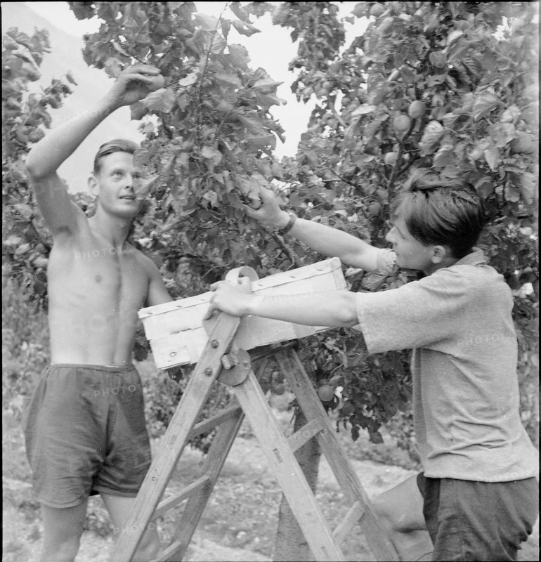 WW2: farming camp; picking apricots 1943.