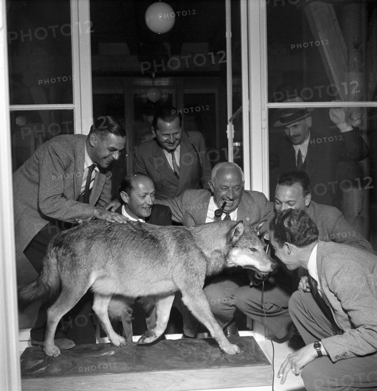 The wolf from Valais, stuffed, 1948.