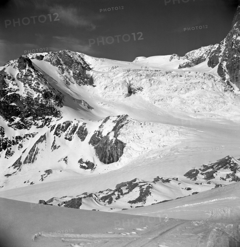 Tête blanche, 1949.