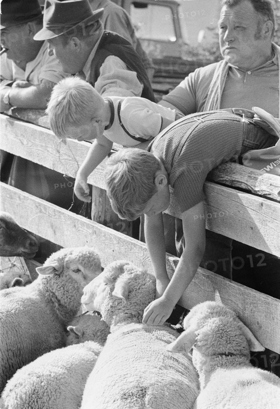 Separation of the sheep in autumn, Riffenmatt 1973.