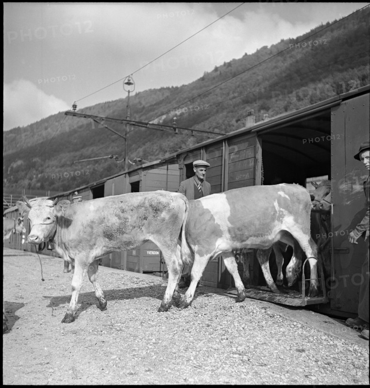 Trainload of cattle, Vallorbe 1952.