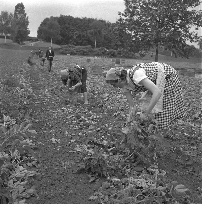Women harvesting potatoes, 1958.
