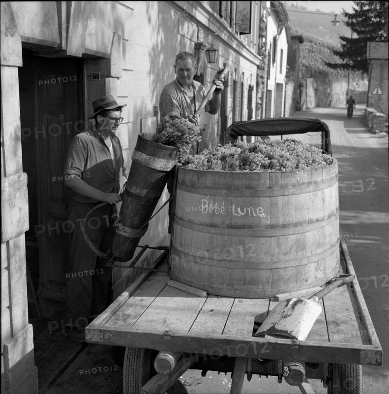 Winegrowers in Riex in the Lavaux, 1957.