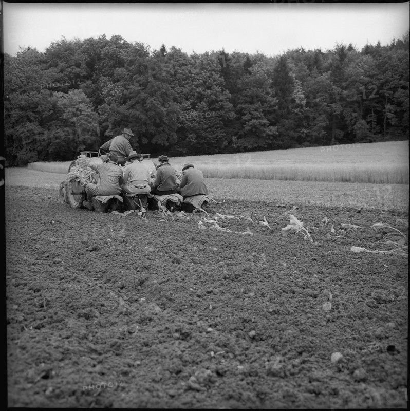 Experiment with planting machine, Kemptthal 1958.