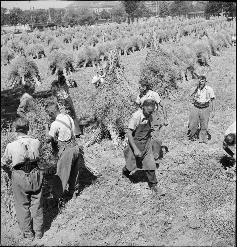 Rape field in the city centre; harvest; 1944.