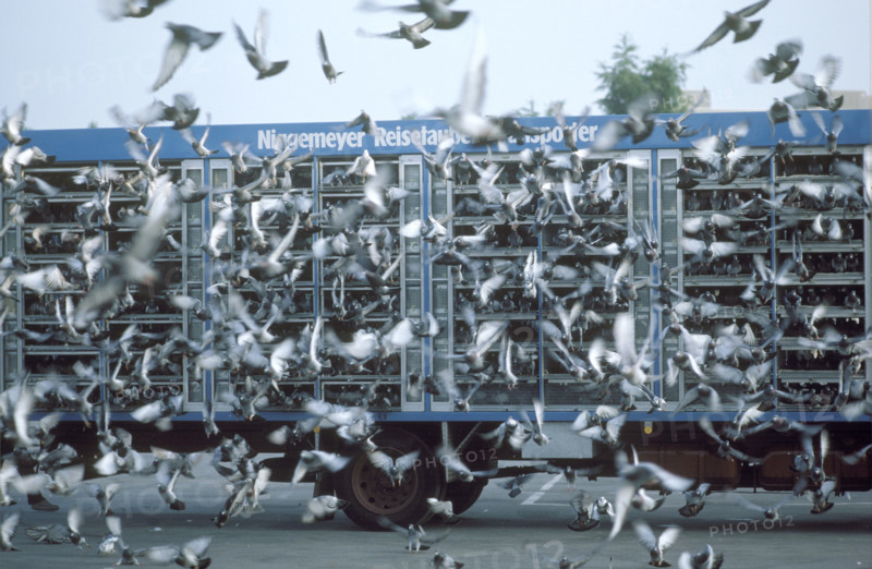 Take off of carrier pigeons from a van, 1984.