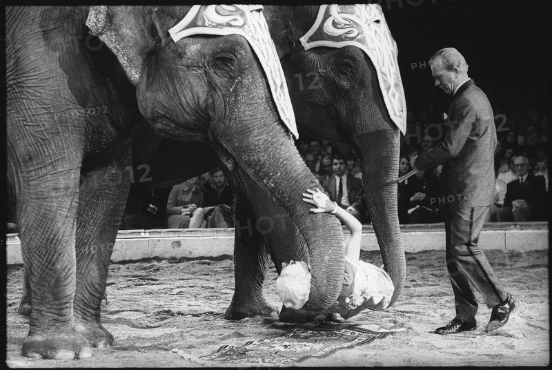 Elefant performance in the Circus Knie 1969.