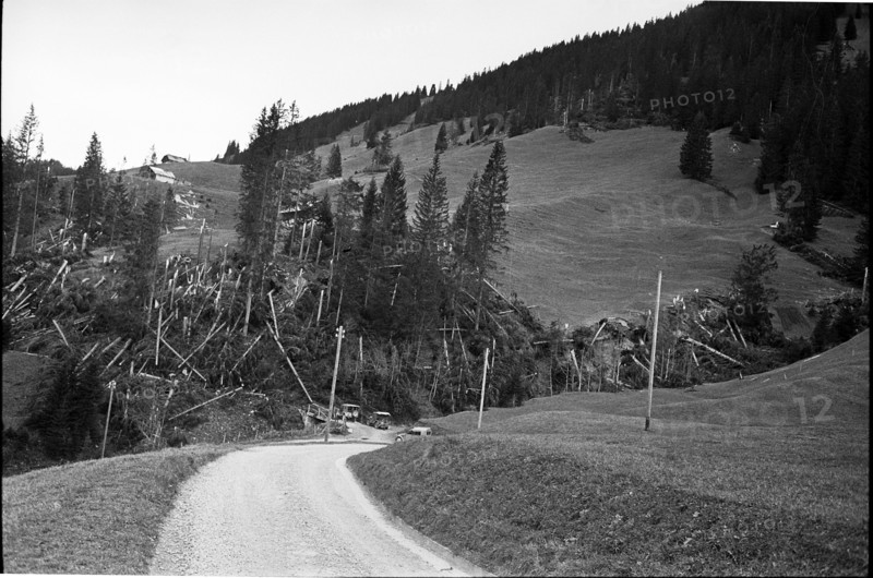 Abländschen; damaged, uprooted trees after heavy föhn storm;  1962.