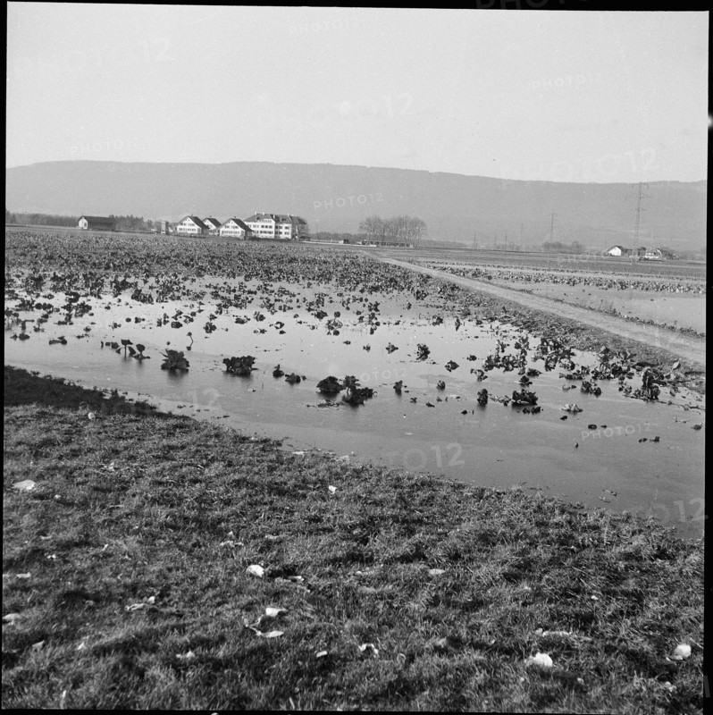 Flood near Ins and Witzwil, 1950.
