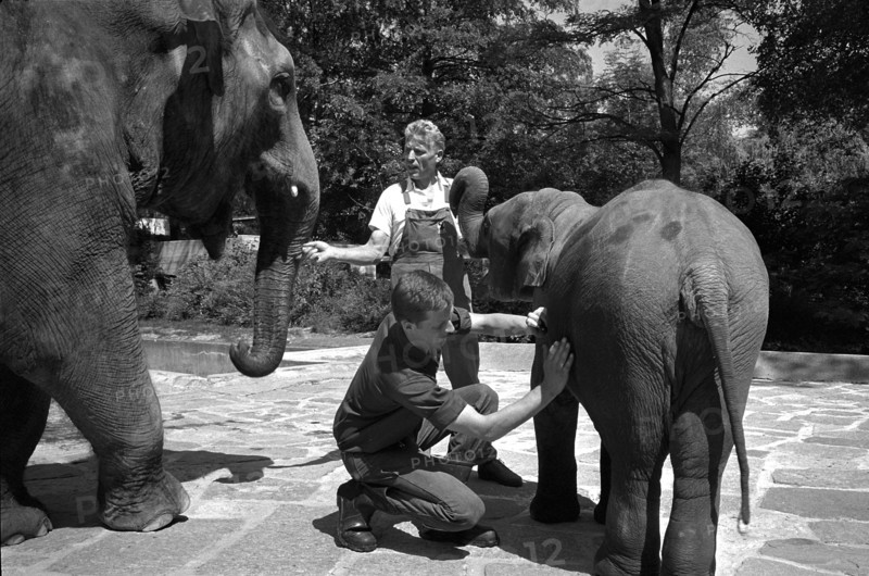 Zoo Zurich; animal keeper cares for elephants; 1967.