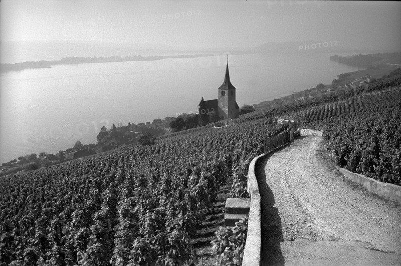 Vineyard of Ligerz with church and St. Peter island, 1967.