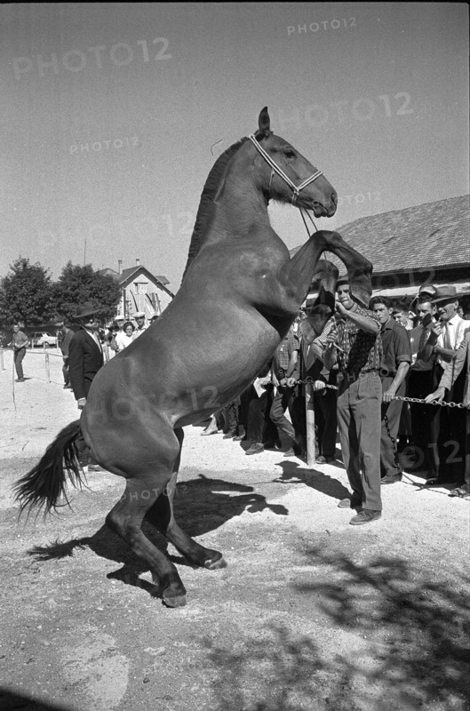 59th Marché-Concours Saignelégier, stallion, 1962.
