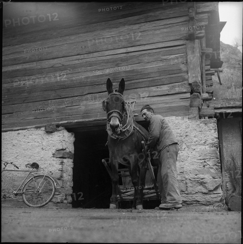 Farmer and mule Turtmann, 1956.